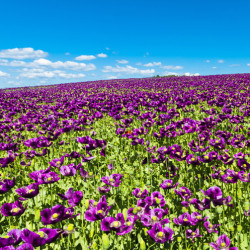 PAVOT LAUREN'S GRAPE bio Papaver somniferum