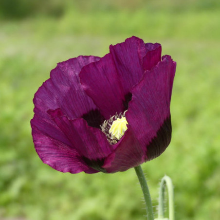 PAVOT LAUREN'S GRAPE bio Papaver somniferum