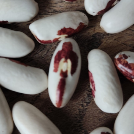 HARICOT NAIN SAINT ESPRIT A OEIL ROUGE Variété française