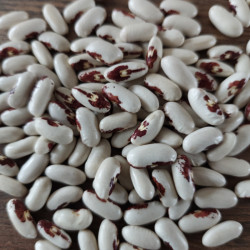 HARICOT NAIN SAINT ESPRIT A OEIL ROUGE Variété française