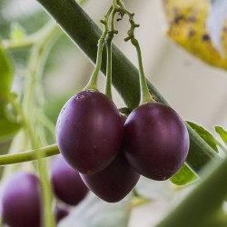 TAMARILLO VIOLET Tomate en Arbre Solanum_betaceum crédit photo wikimedia Diego Delso