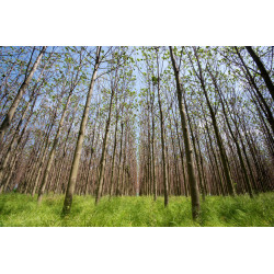 PAULOWNIA IMPERIAL tomentosa graines semences en gros conditionnement