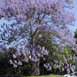 PAULOWNIA IMPERIAL tomentosa graines semences