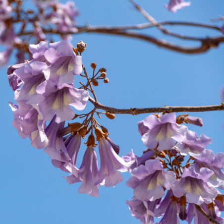 PAULOWNIA IMPERIAL tomentosa graines semences