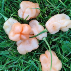 PIMENT HABANERO PECHE bio antillais cabri graines semences