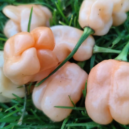 PIMENT HABANERO PECHE bio antillais cabri graines semences