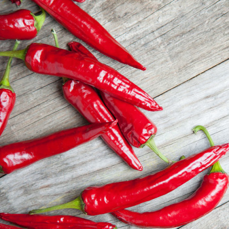 POIVRON DOUX TRES LONG DES LANDES productif rustique précoce bio variété ancienne