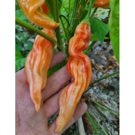 PIMENT SUGAR RUSH STRIPEY bio