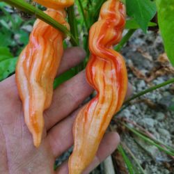 PIMENT SUGAR RUSH STRIPEY bio