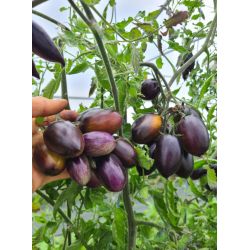 TOMATE prune BRAD'S ATOMIC GRAPE bio