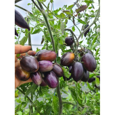 TOMATE prune BRAD'S ATOMIC GRAPE bio