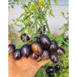 TOMATE prune BRAD'S ATOMIC GRAPE bio