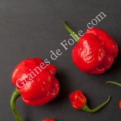 PIMENT TRINIDAD MORUGA SCORPION ROUGE