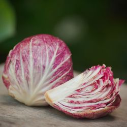 CHICOREE Italienne VARIEGATA DI CHIOGGIA