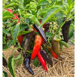 POIVRON très doux MARCONI PURPLE semences certifiées bio