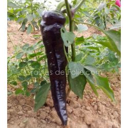 POIVRON très doux MARCONI PURPLE semences certifiées bio