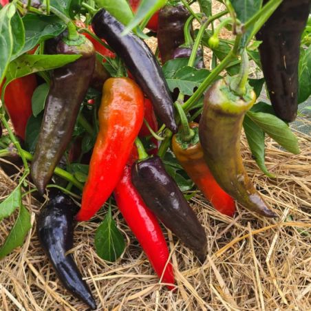 POIVRON très doux MARCONI PURPLE bio