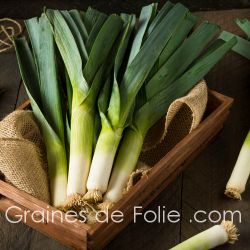 POIREAU été automne ELECTRA