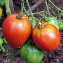 BIO TOMATE SWEET HEART COEUR DE BOEUF