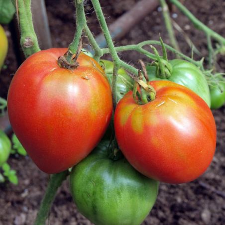 BIO TOMATE SWEET HEART COEUR DE BOEUF
