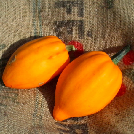 COURGE gland acorn TABLE GOLD semences paysannes bio