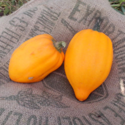 COURGE gland acorn TABLE GOLD semences paysannes bio