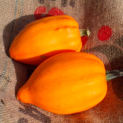 COURGE gland acorn TABLE GOLD semences paysannes bio