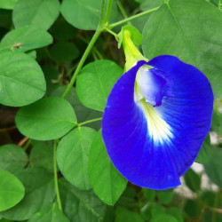 POIS PAPILLON BLEU Clitoria ternatea plante grimpante