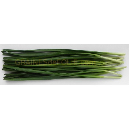 Ciboule de Chine