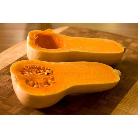 « BUTTERNUT » Courge NOIX de BEURRE