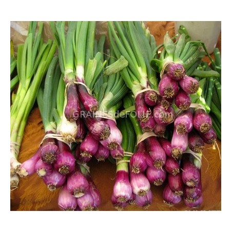 « LILIA » Oignon Italien violet