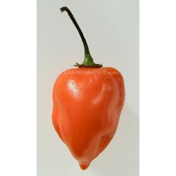 « HABANERO ORANGE » Piment