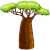 Baobab - Adansonia